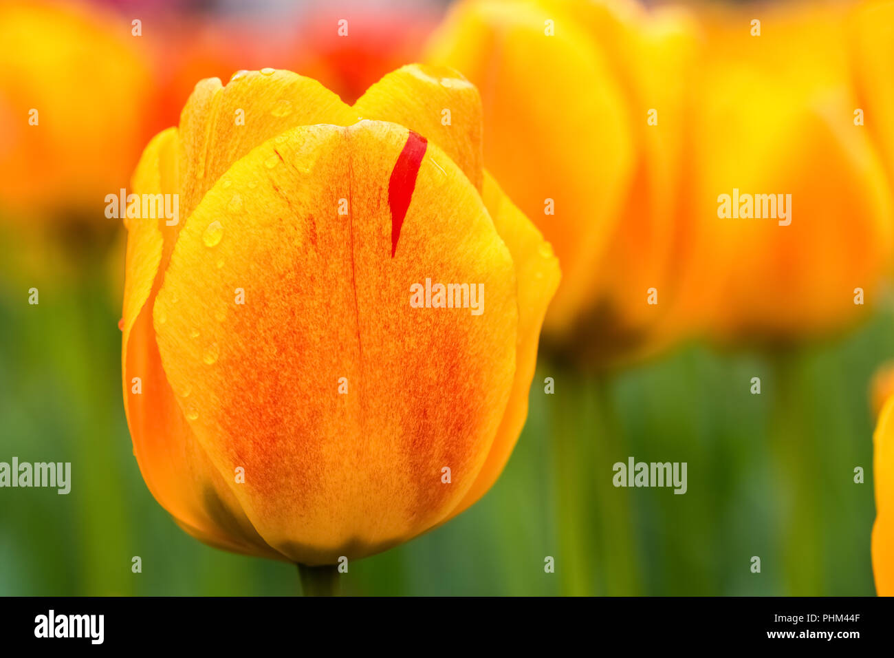 beauty tulips in bloom closeup Stock Photo