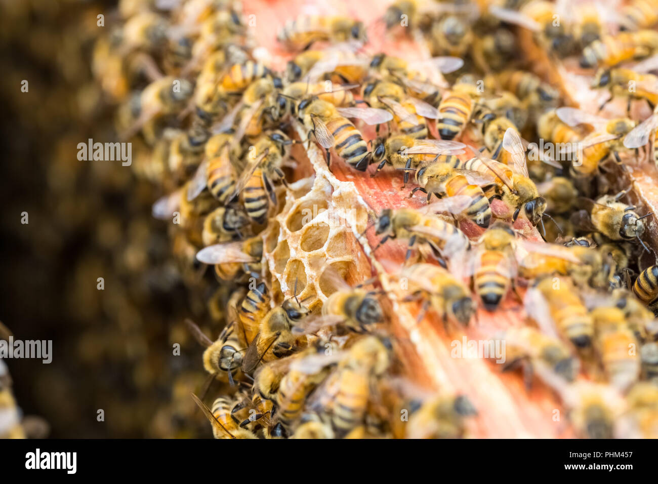 busy bees on beehive Stock Photo