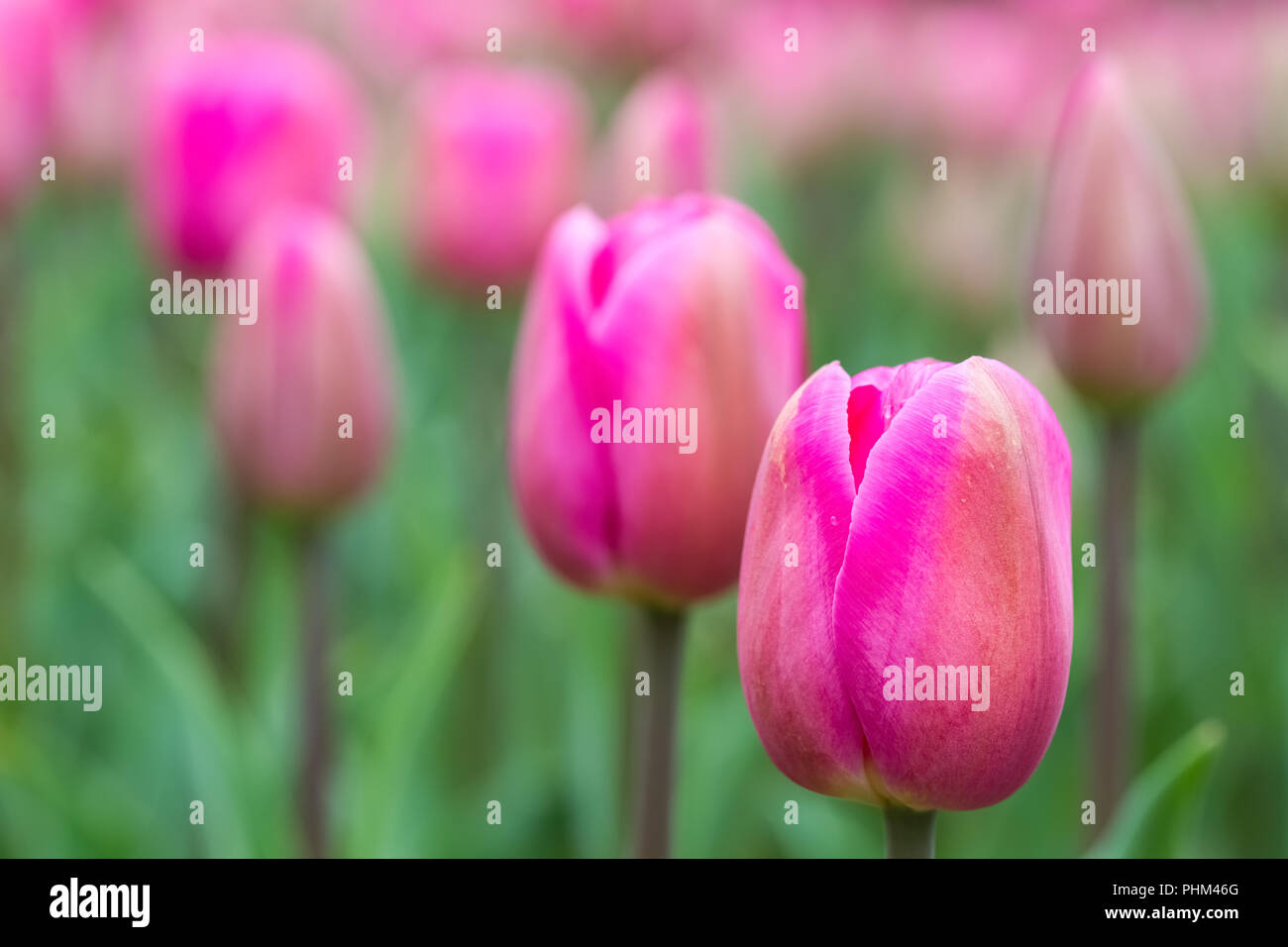 rosy tulips in bloom Stock Photo