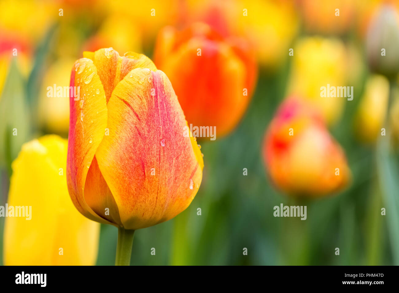 tulips in bloom Stock Photo