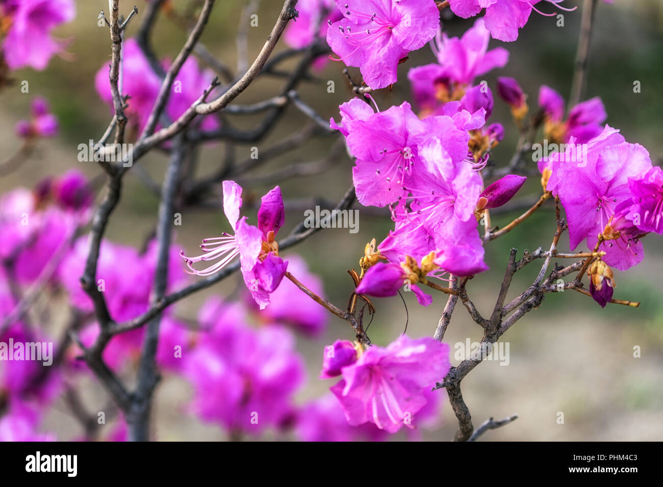korean rosebay or azalea Stock Photo - Alamy