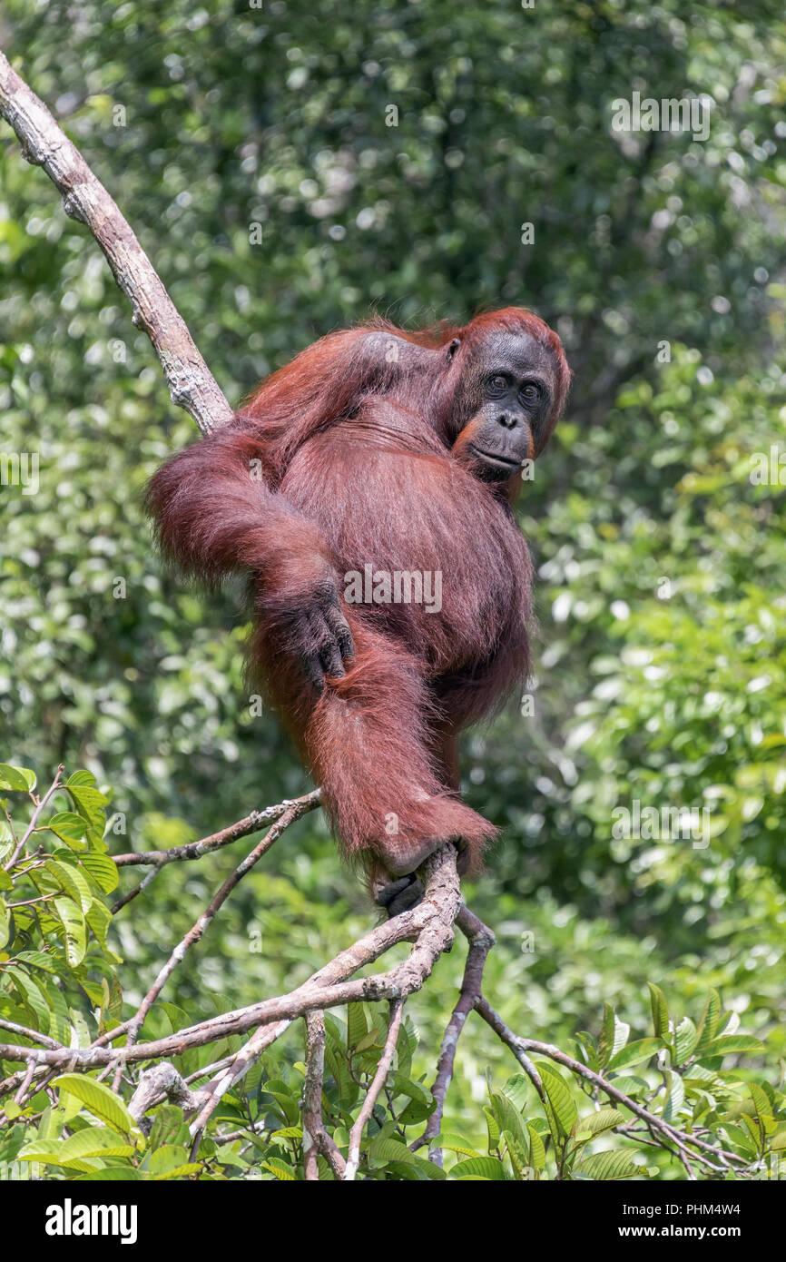 Bornean oranugtan standing high in a tree, Sekonyer River, Kalimantan, Indonesia Stock Photo