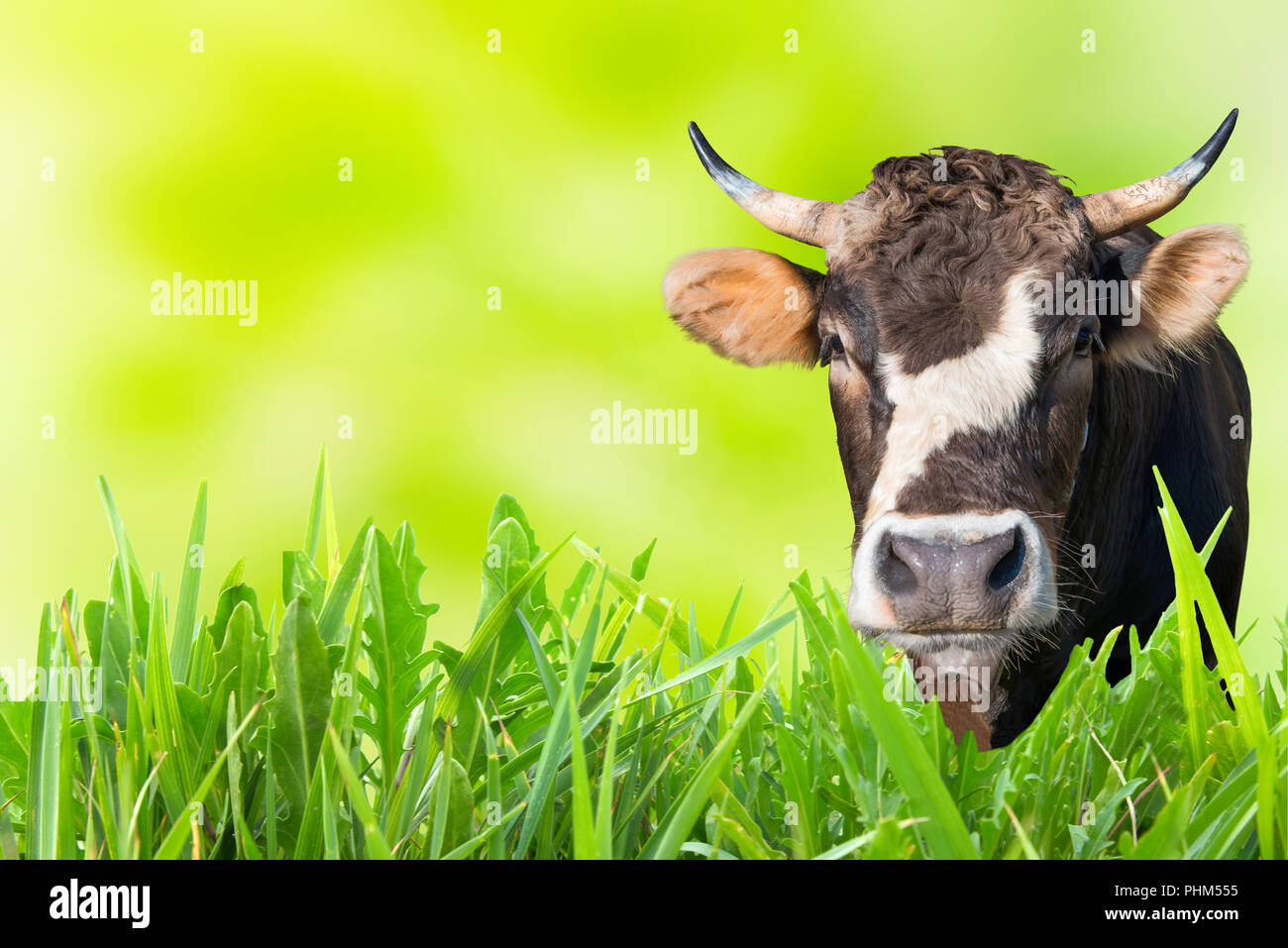 Cow grazing on farm field Stock Photo