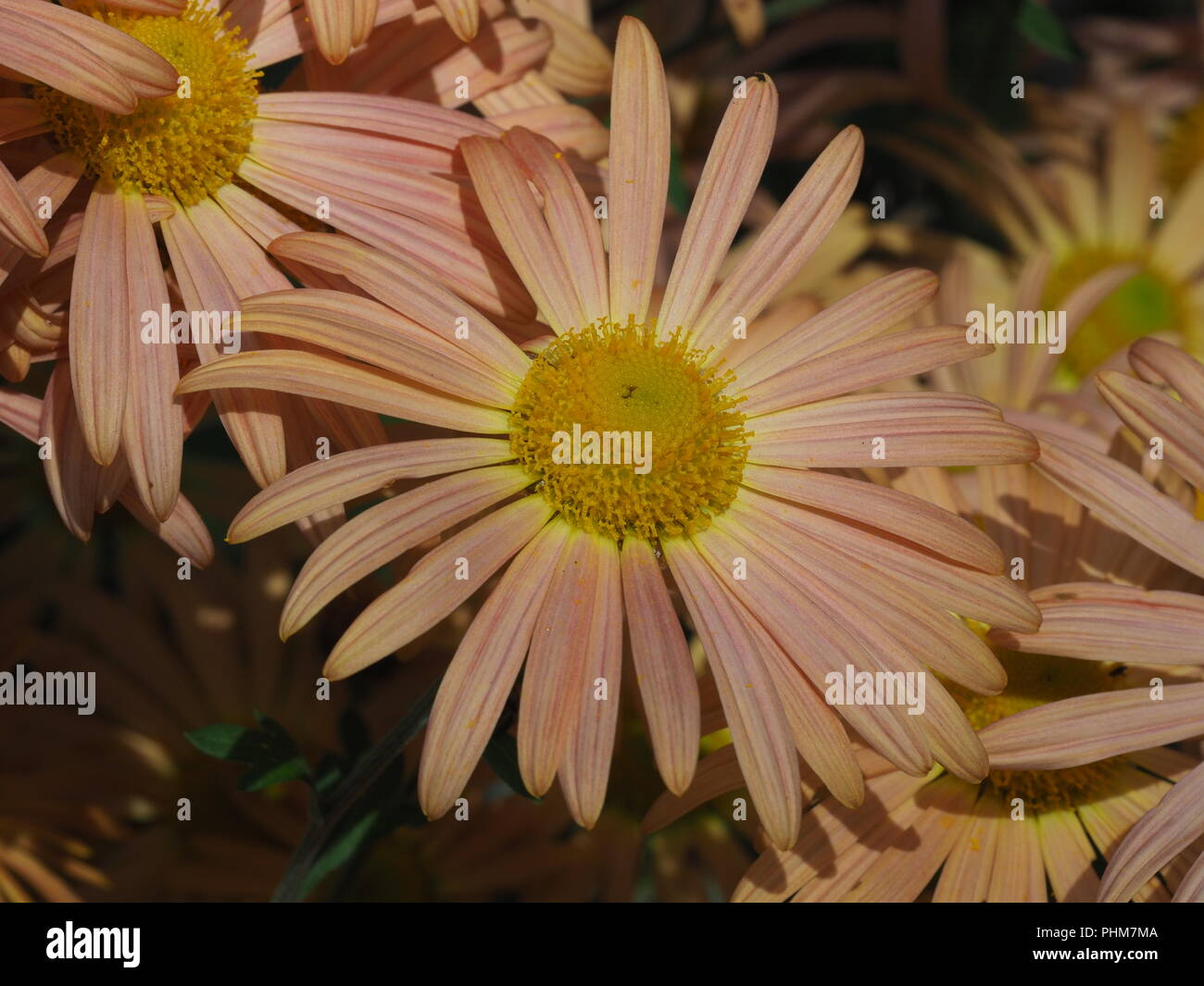 Chrysanthemum rubellum Mary Stoker Stock Photo