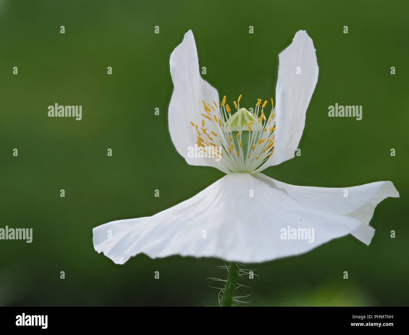 Bridal joy hi-res stock photography and images - Alamy