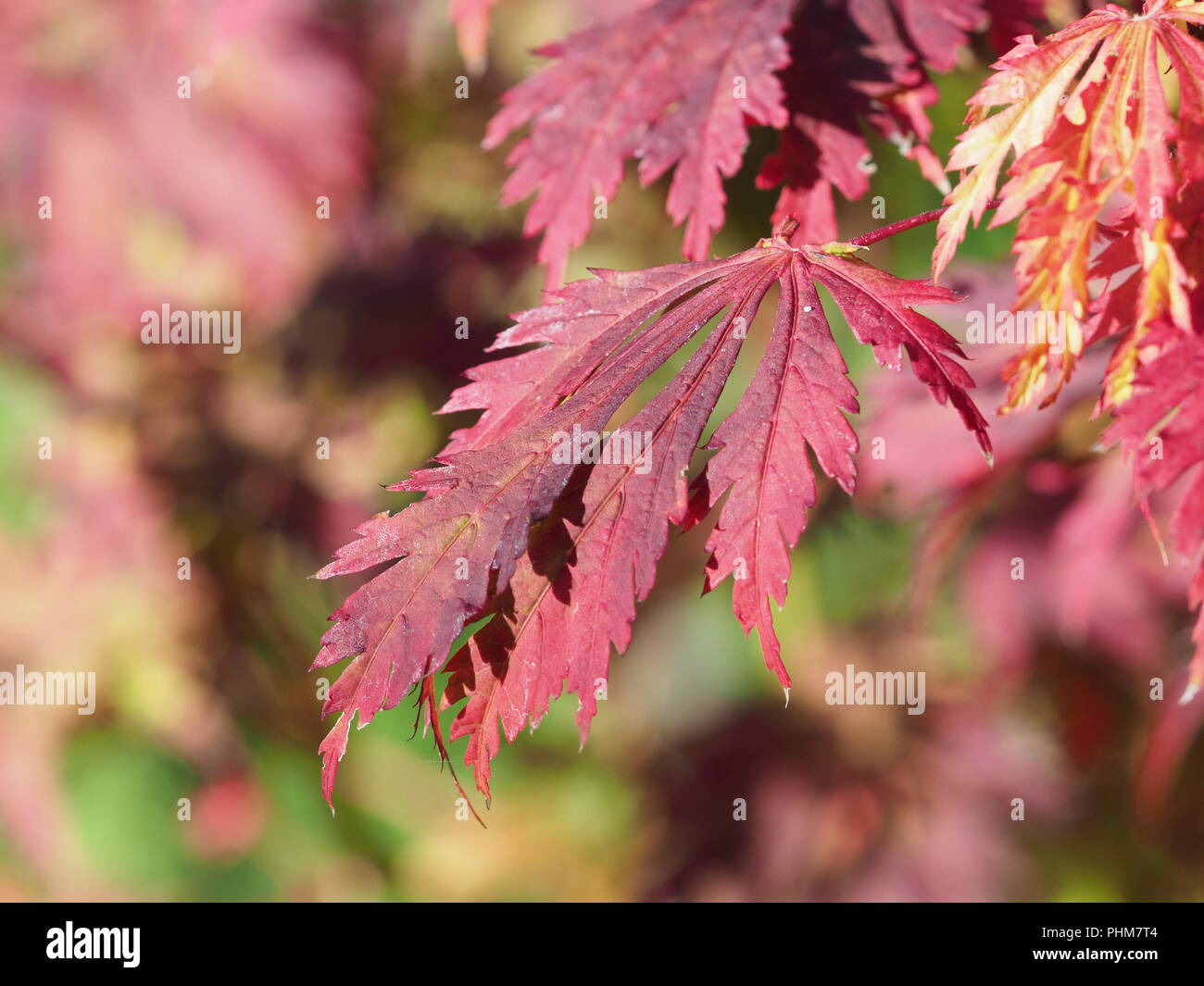 Full moon japanese maple hi-res stock photography and images - Alamy