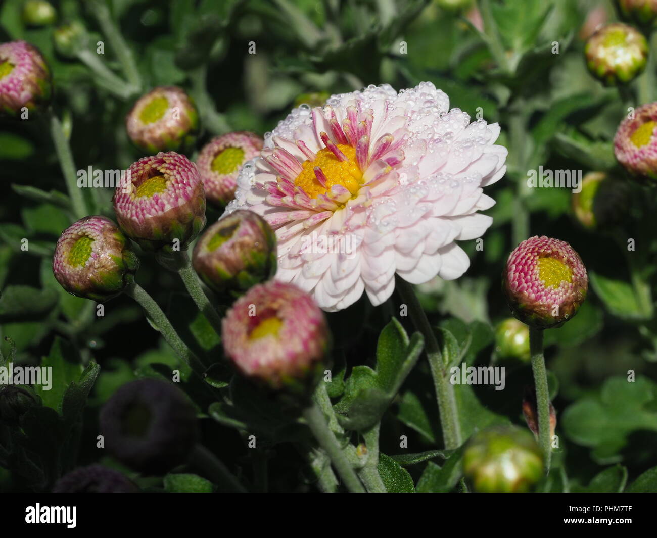 Chrysanthemum indicum hires stock photography and images Alamy