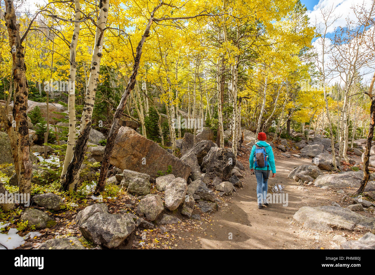 Tourist hiking in aspen grove at autumn Stock Photo Alamy