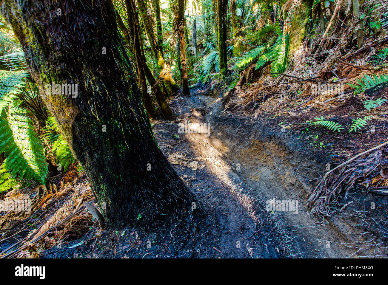 Single track mountain bike trails in Rotorua Stock Photo