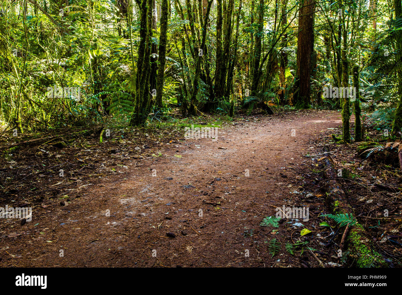 Single track mountain bike trails in Rotorua Stock Photo