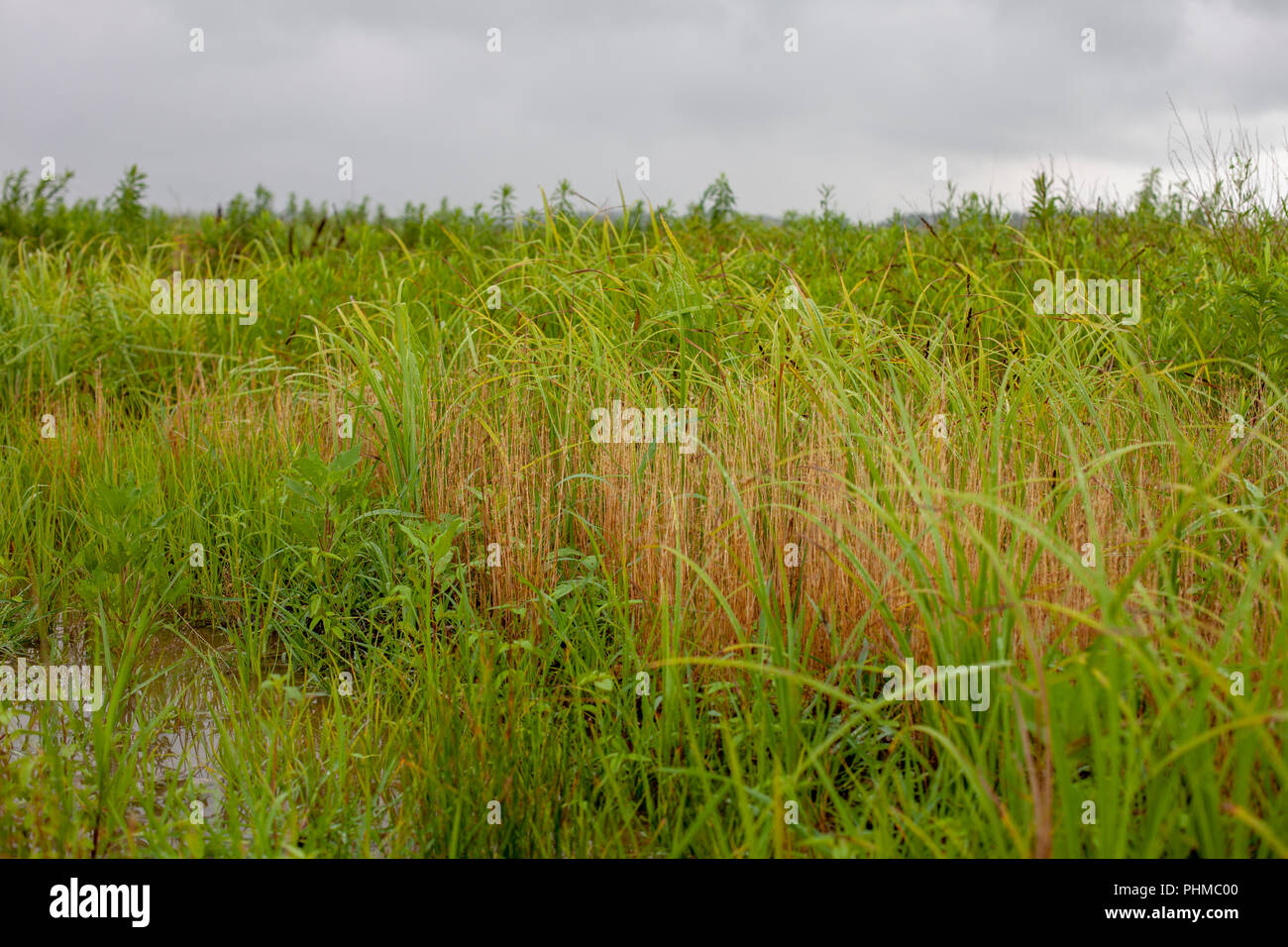 Scenes from the Clarence Cannon National Wildlife Refuge Area in Pike County, Missouri. Stock Photo