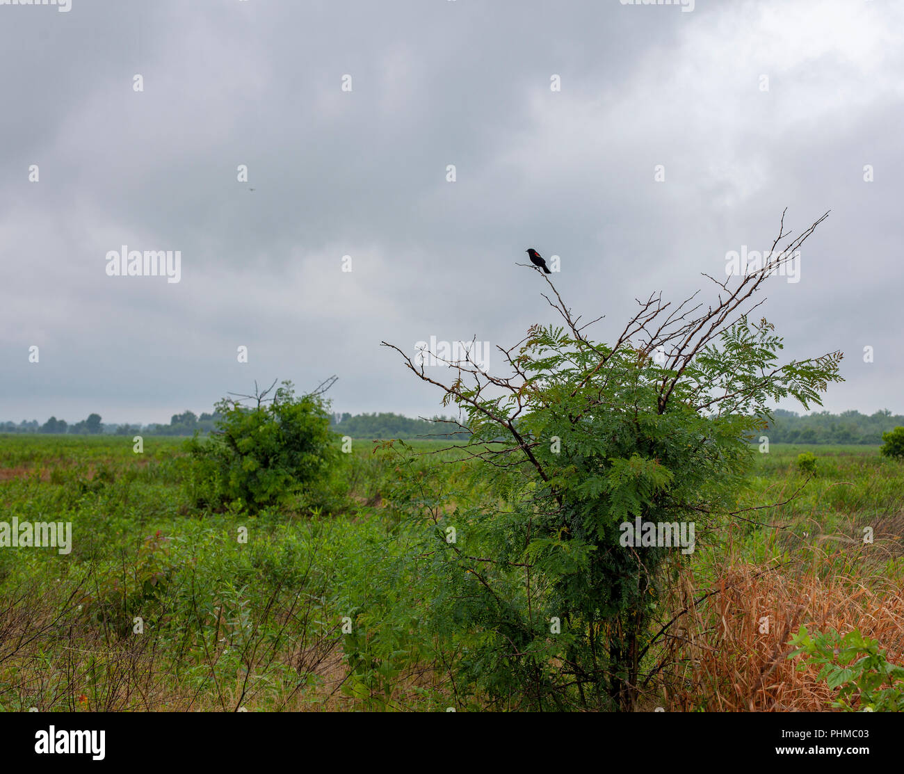 A red-winged blackbird at the Clarence Cannon National Wildlife Refuge Area in Pike County, Missouri. Stock Photo