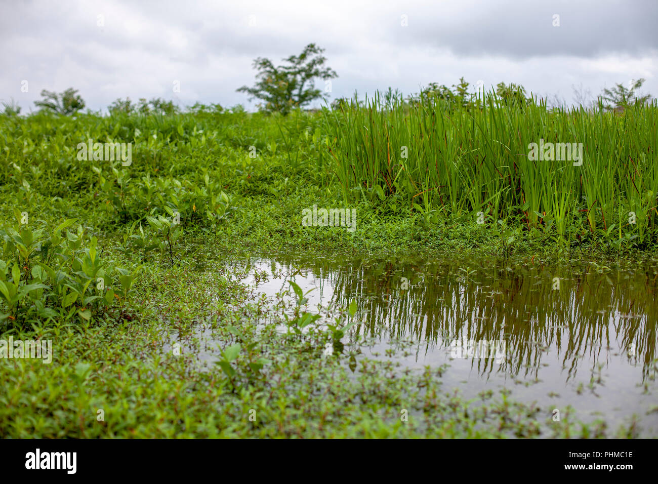 Scenes from the Clarence Cannon National Wildlife Refuge Area in Pike County, Missouri. Stock Photo