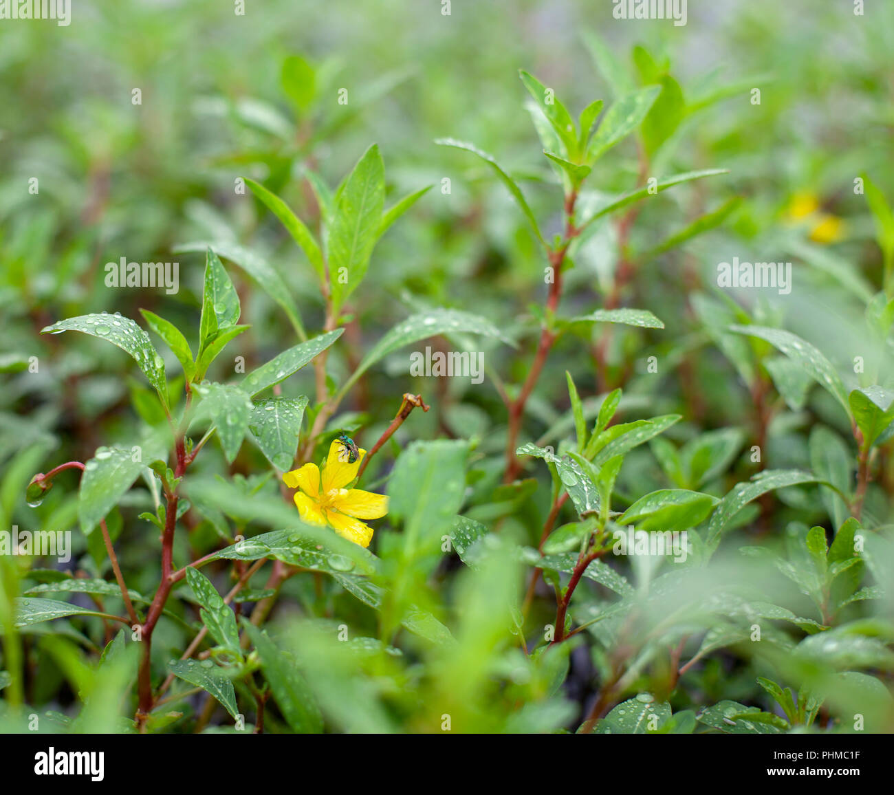 Scenes from the Clarence Cannon National Wildlife Refuge Area in Pike County, Missouri. Stock Photo