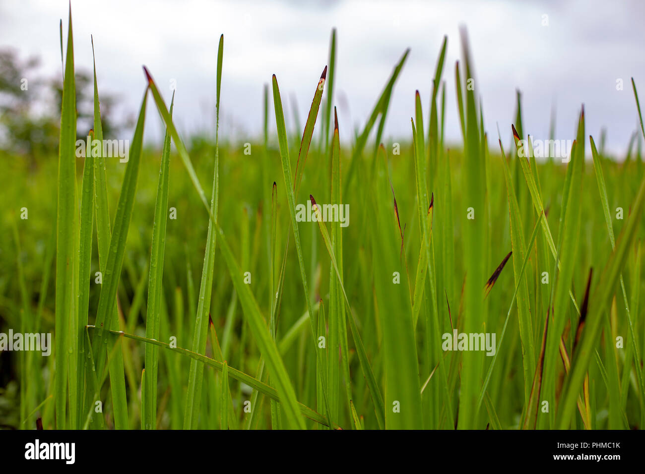 Scenes from the Clarence Cannon National Wildlife Refuge Area in Pike County, Missouri. Stock Photo