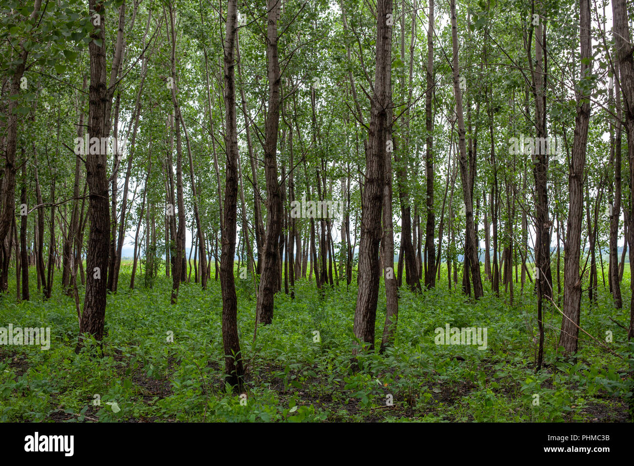 Scenes from the Clarence Cannon National Wildlife Refuge Area in Pike County, Missouri. Stock Photo