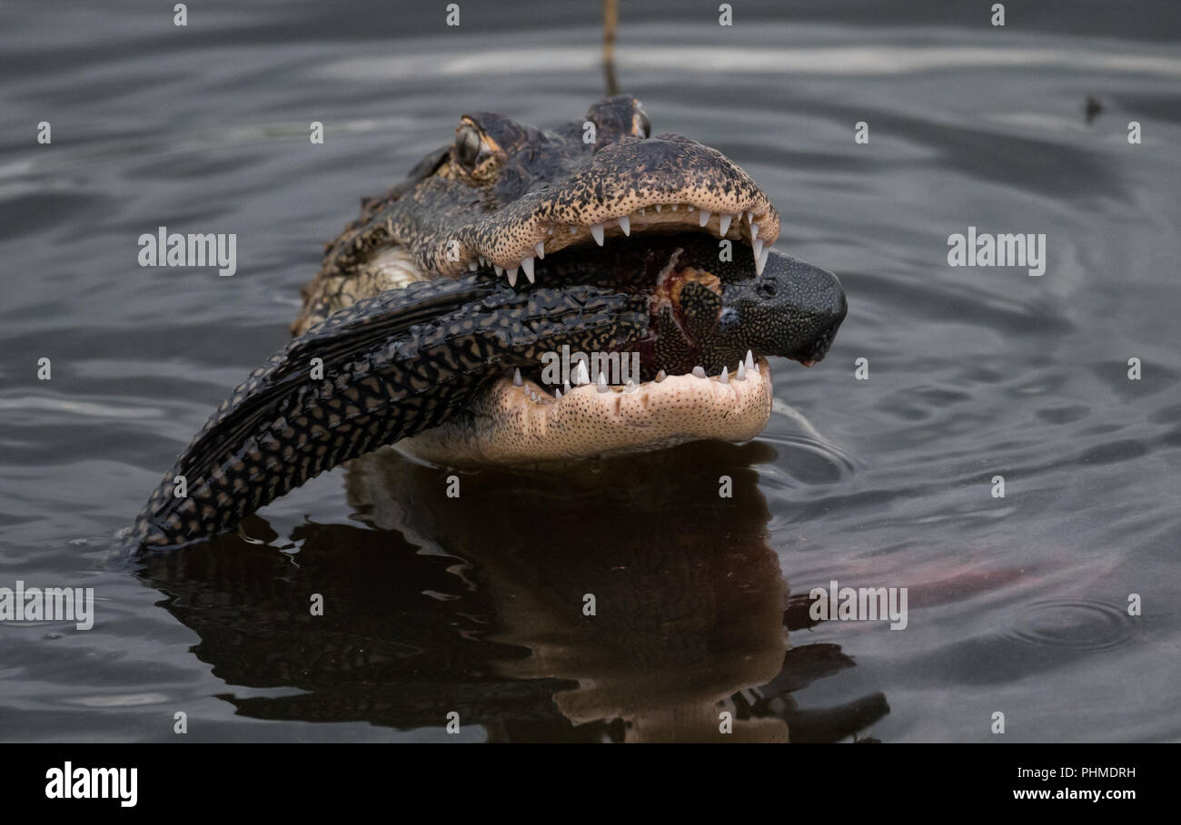 Alligator in the water looking for Food Stock Photo