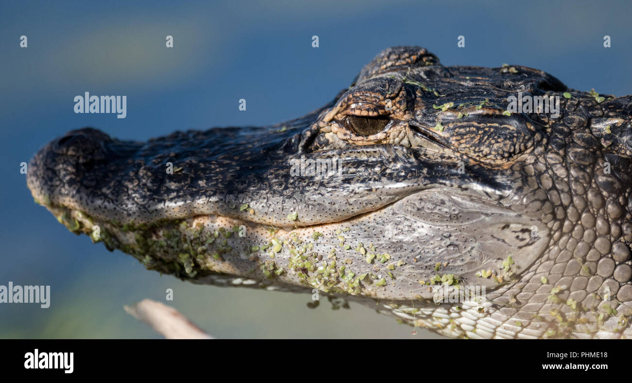 Alligator in the water looking for Food Stock Photo