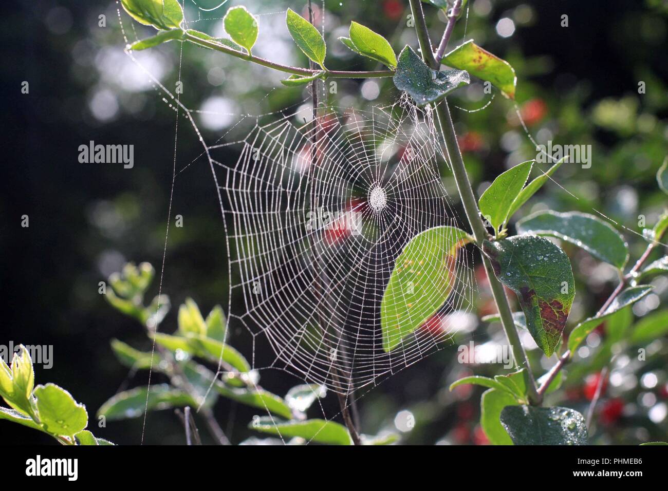 spider web in tree Stock Photo - Alamy