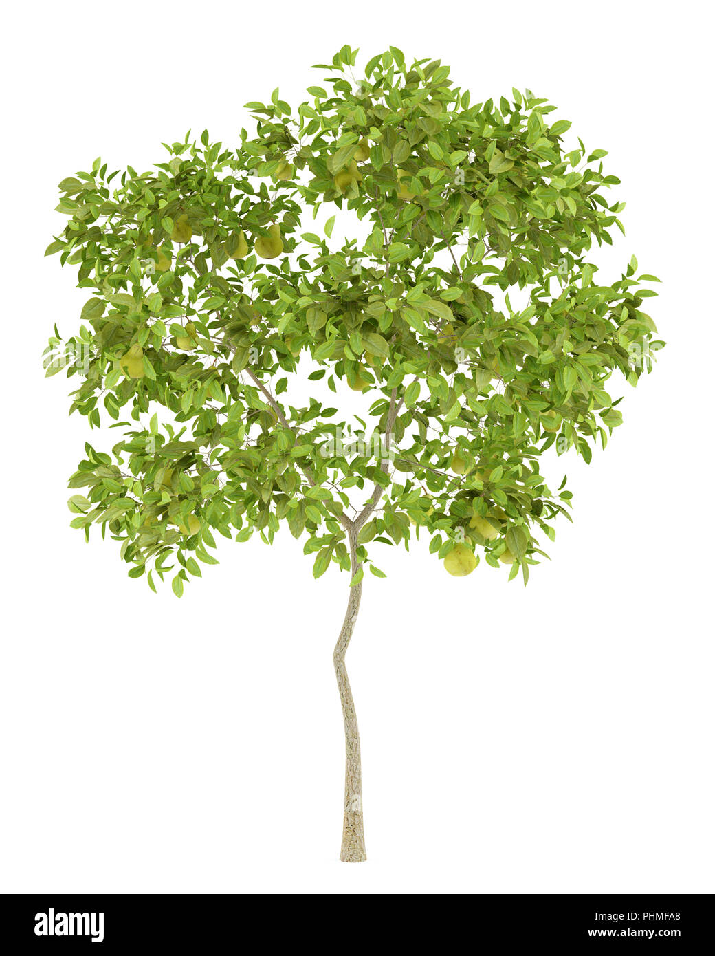 pear tree with pears isolated on white background Stock Photo - Alamy