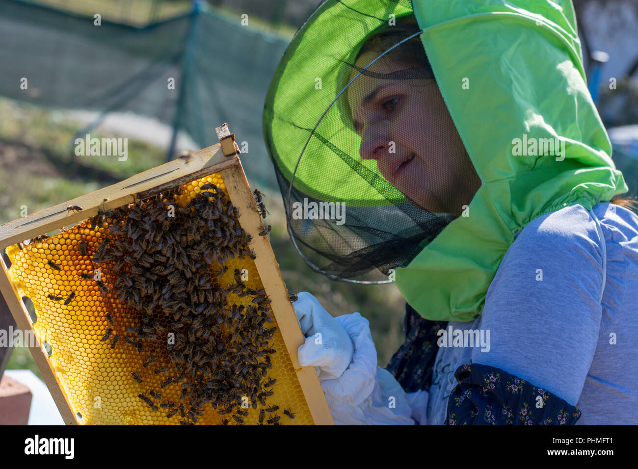 Female beekeeper controlling beehive and comb frame Stock Photo