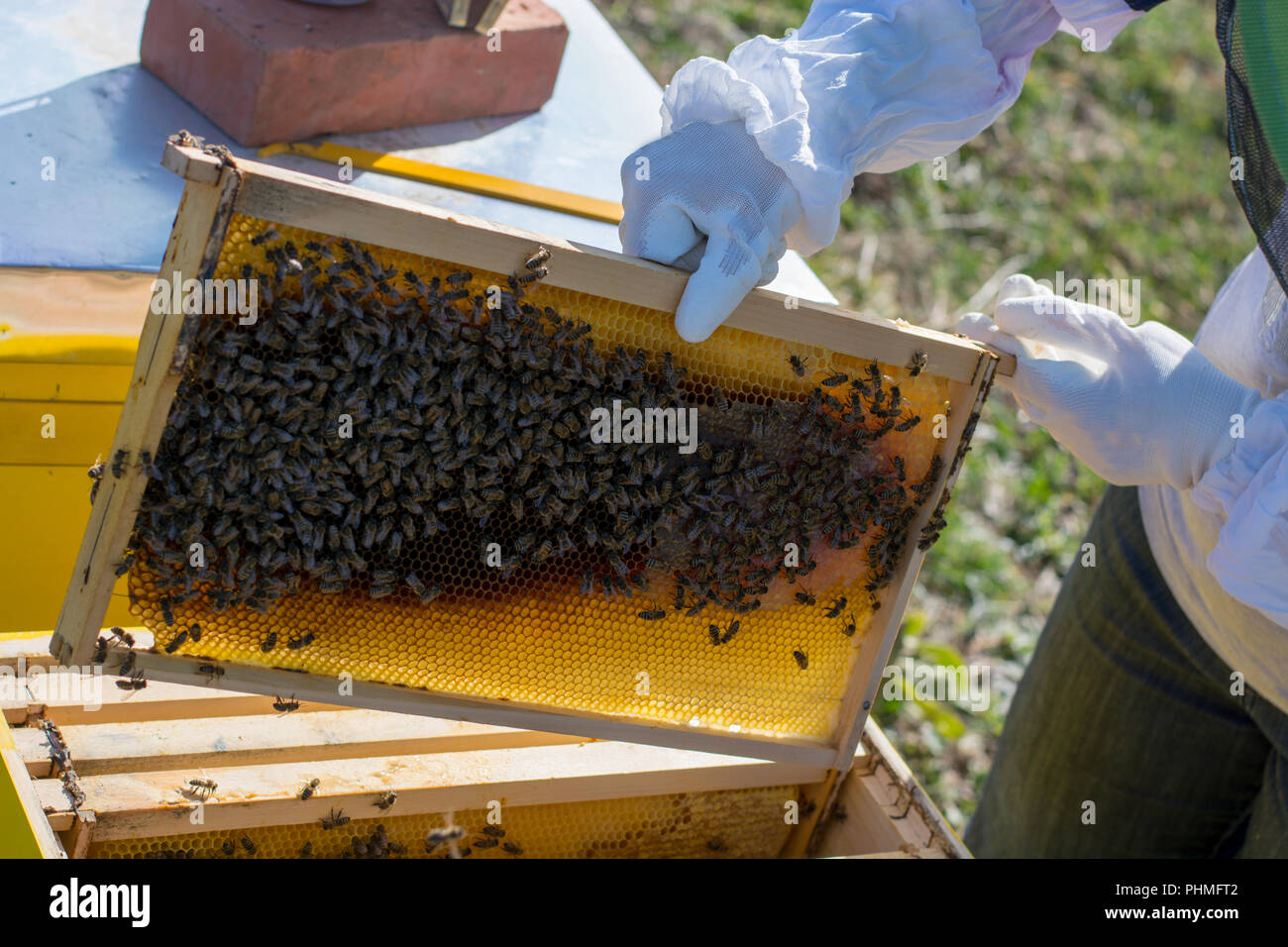 A beekeeper moves frames around inside the bee box Stock Photo