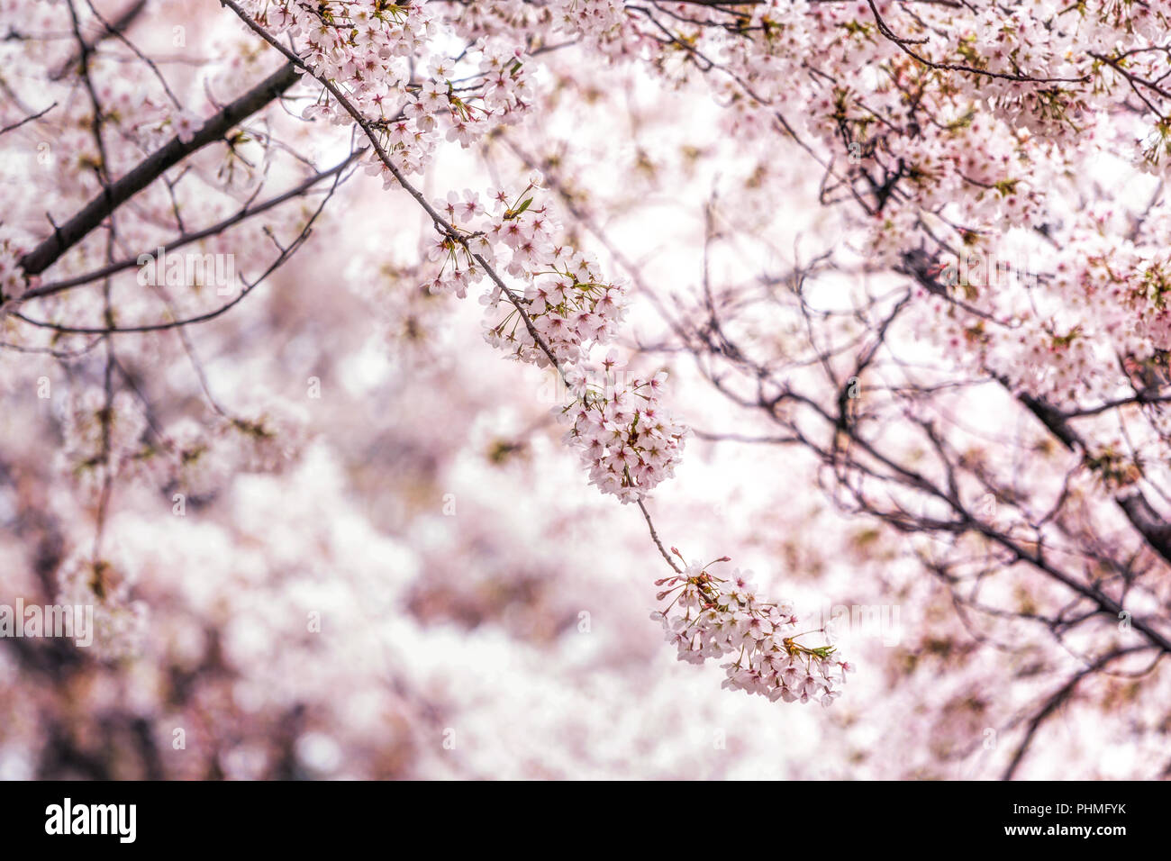 cherry blossoms in seoul south korea Stock Photo Alamy