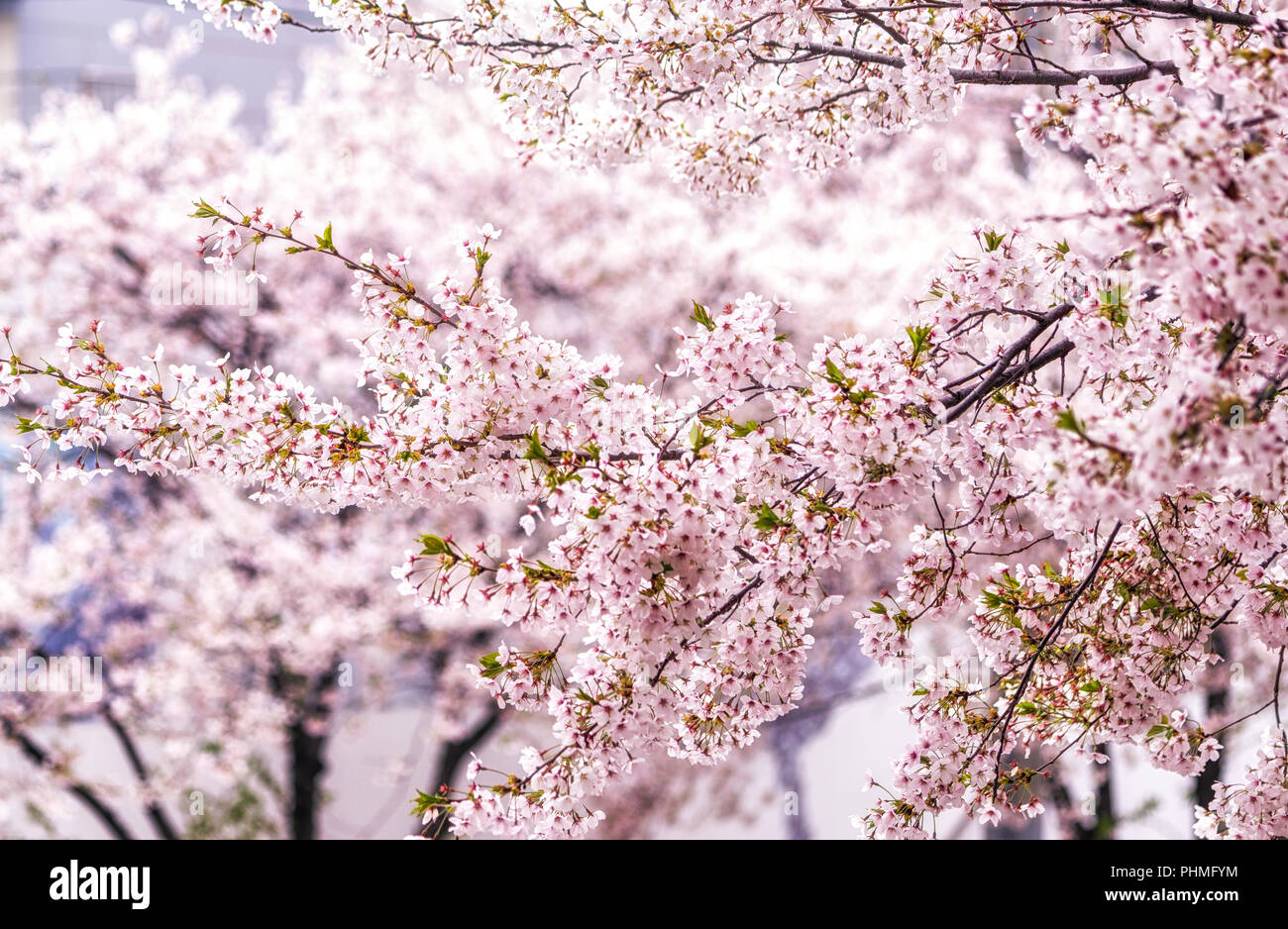 cherry blossoms in seoul south korea Stock Photo Alamy