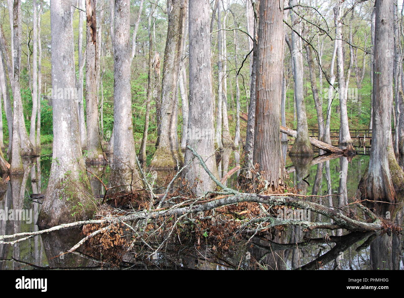 Swamp in Mississippi Stock Photo Alamy
