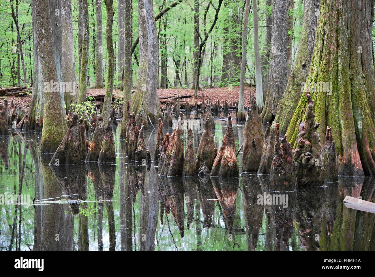 Swamp in Mississippi Stock Photo Alamy
