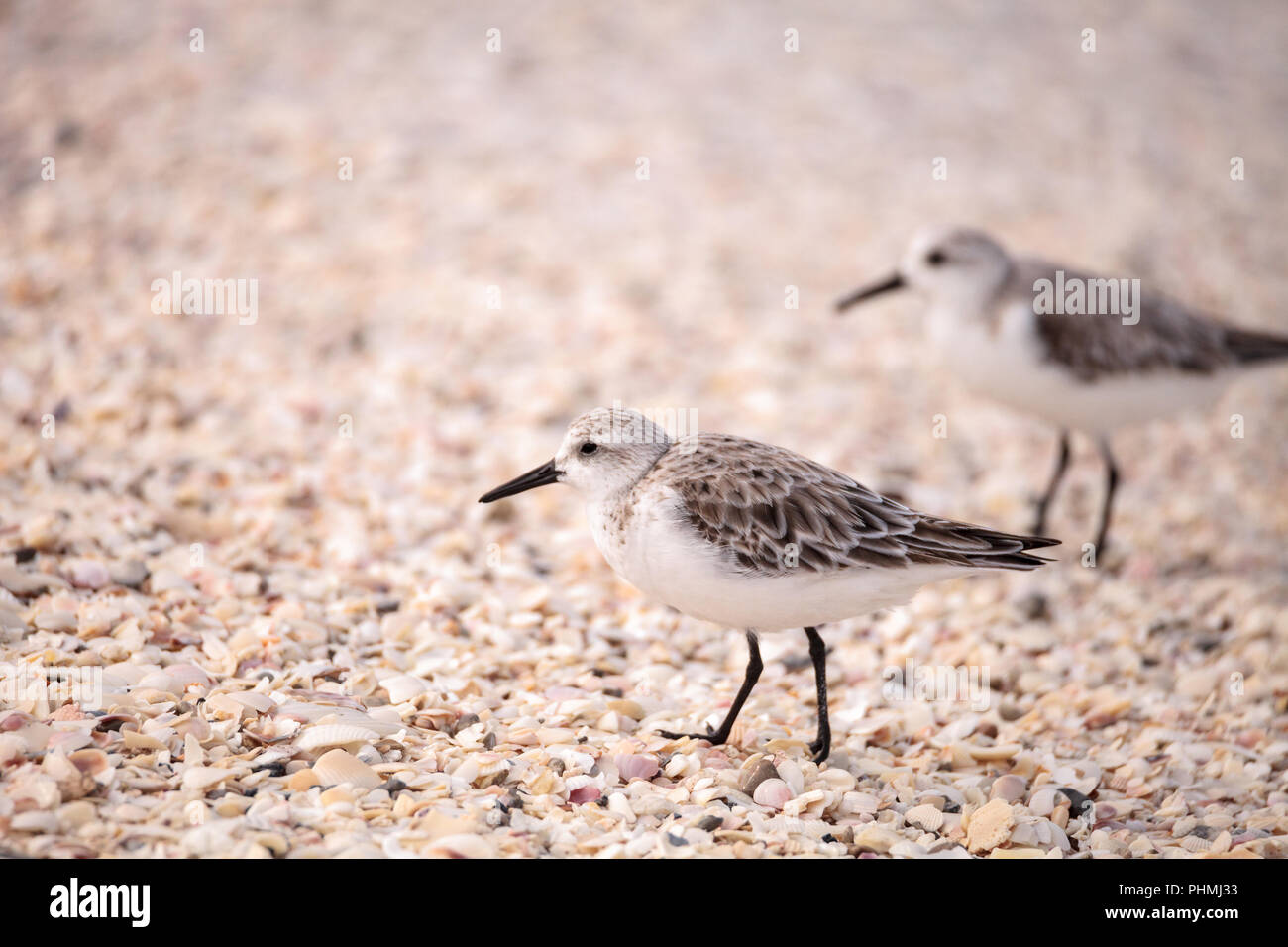 Western Sandpiper shorebirds Calidris mauri Stock Photo