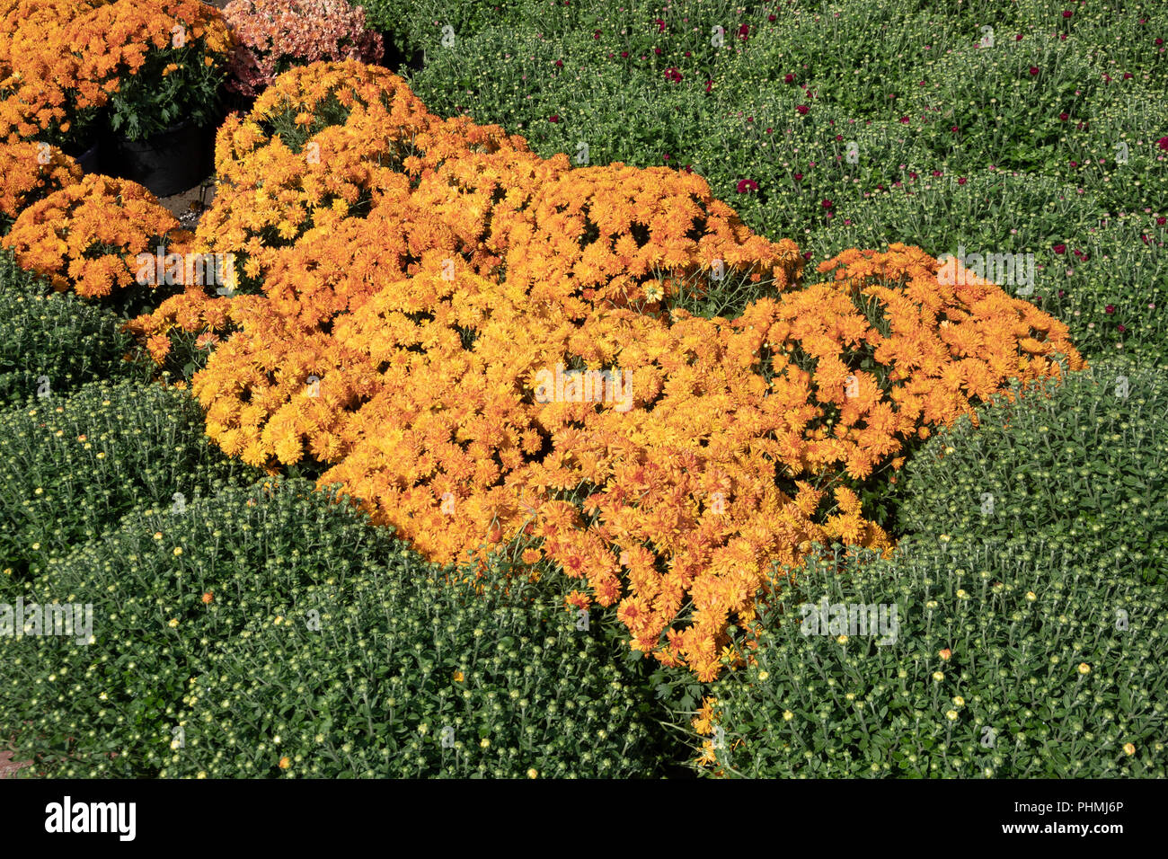 Potted orange garden mums for sale at a Montreal supermarket Stock