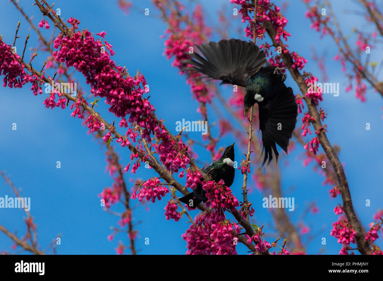 New Zealand Native Tui - song bird Stock Photo