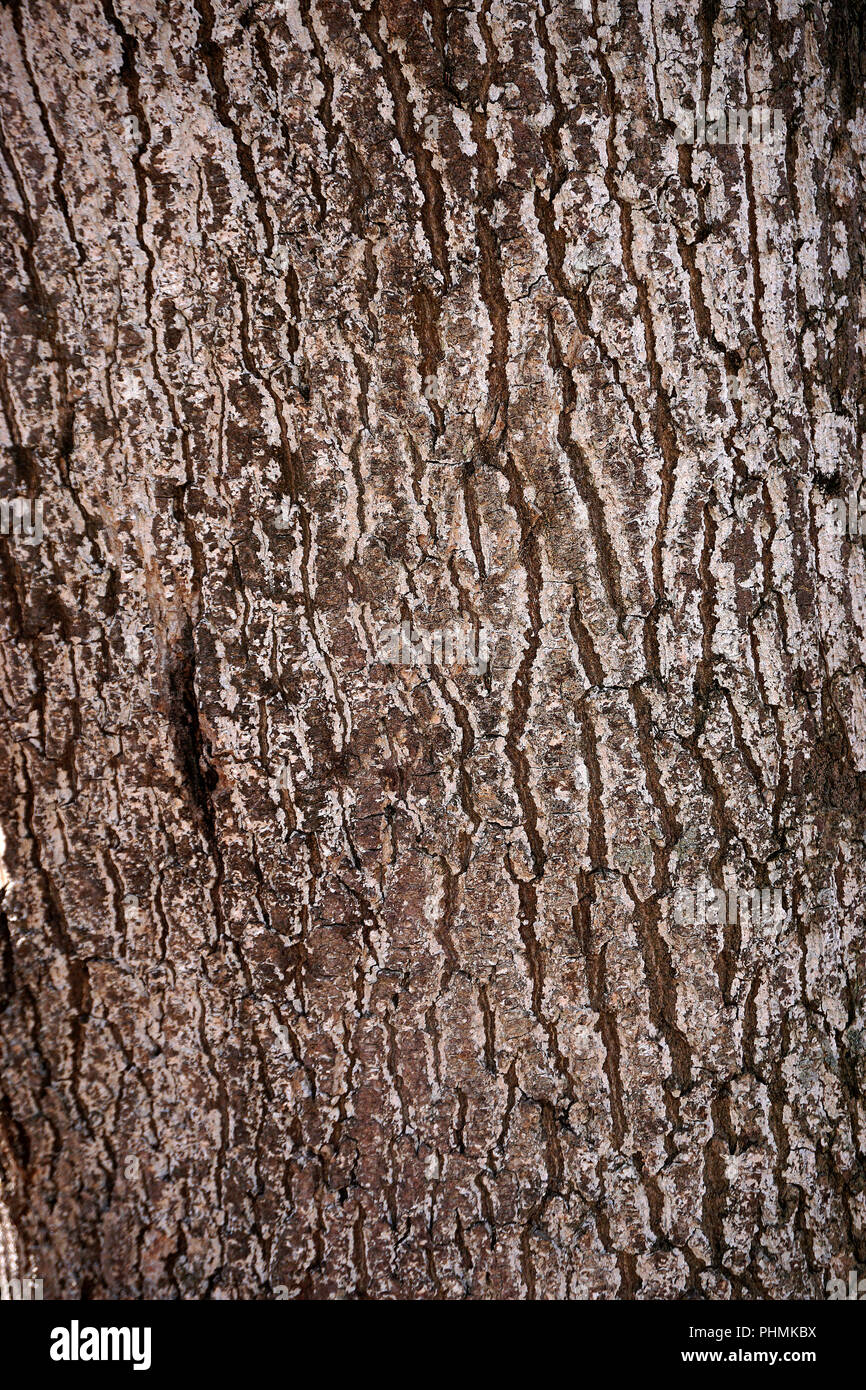 Ash tree bark hires stock photography and images Alamy