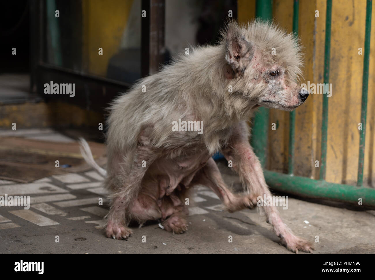 A dog in the Philippines showing signs of skin disease. Stock Photo