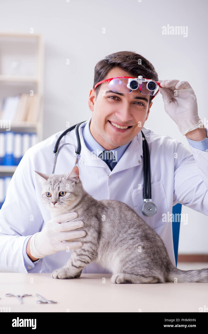 Vet examining sick cat in hospital Stock Photo Alamy