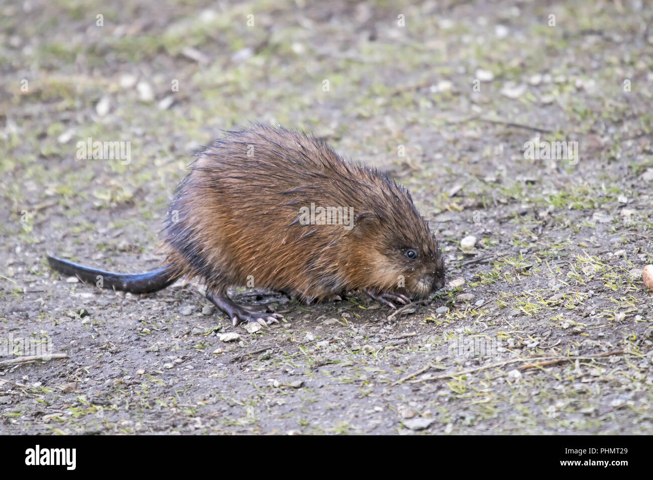 Musquach Musquash 'Ondatra zibethica' Stock Photo - Alamy