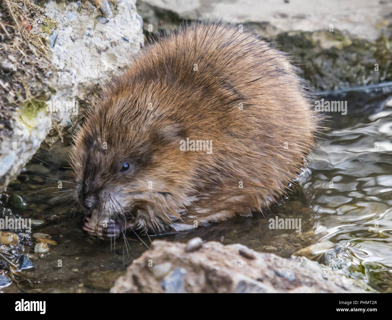 Ondatra Zibethica High Resolution Stock Photography and Images Alamy
