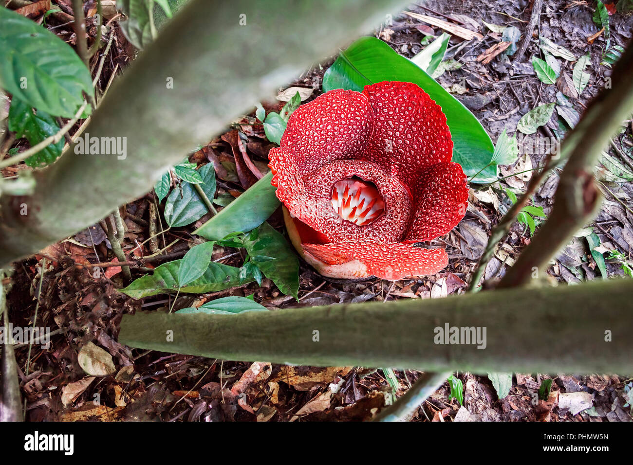 Rafflesia is one of the largest flowers in the world. Borneo island
