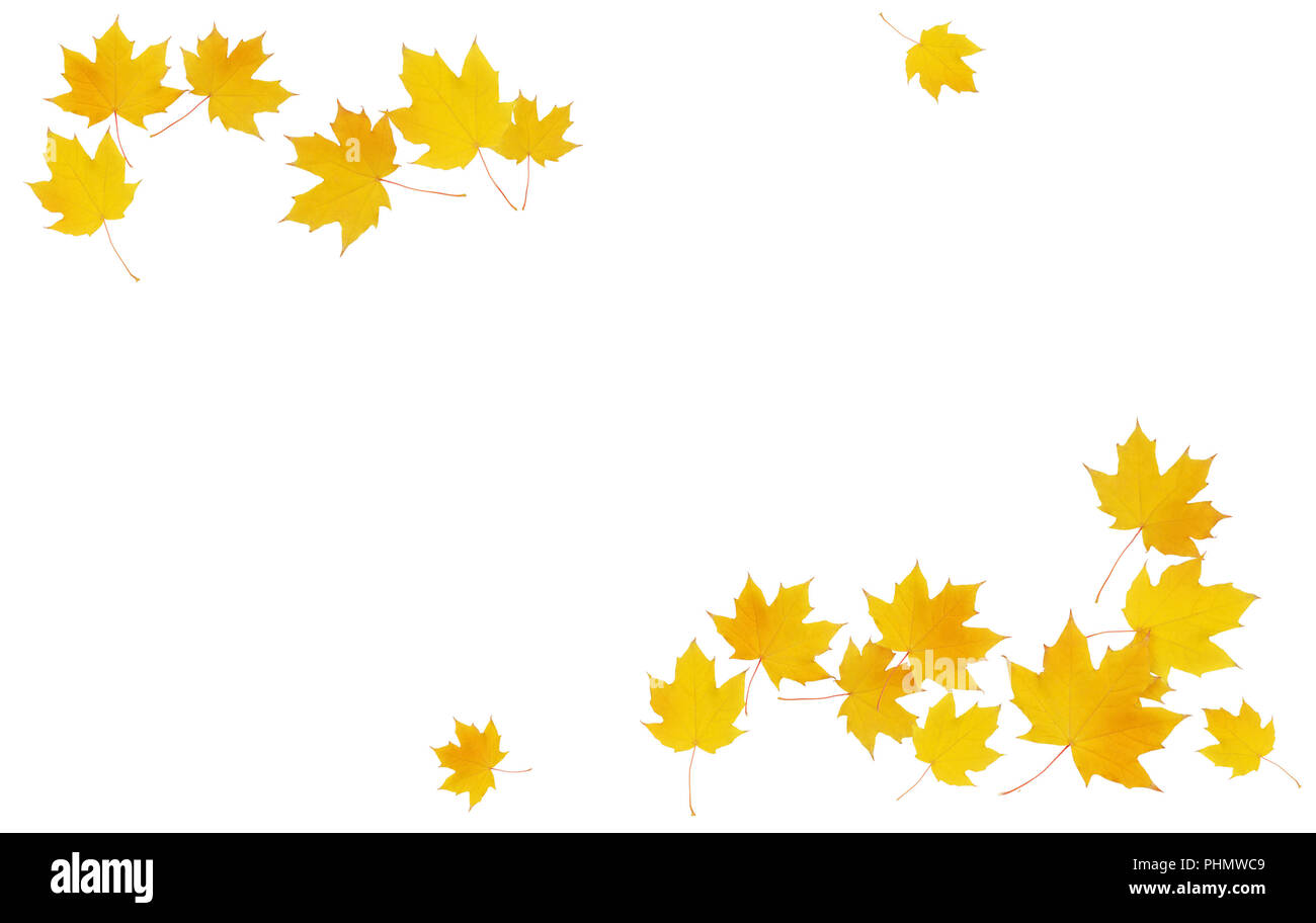 Autumn maple twig with yellow leaves isolated on white background. Flat ...