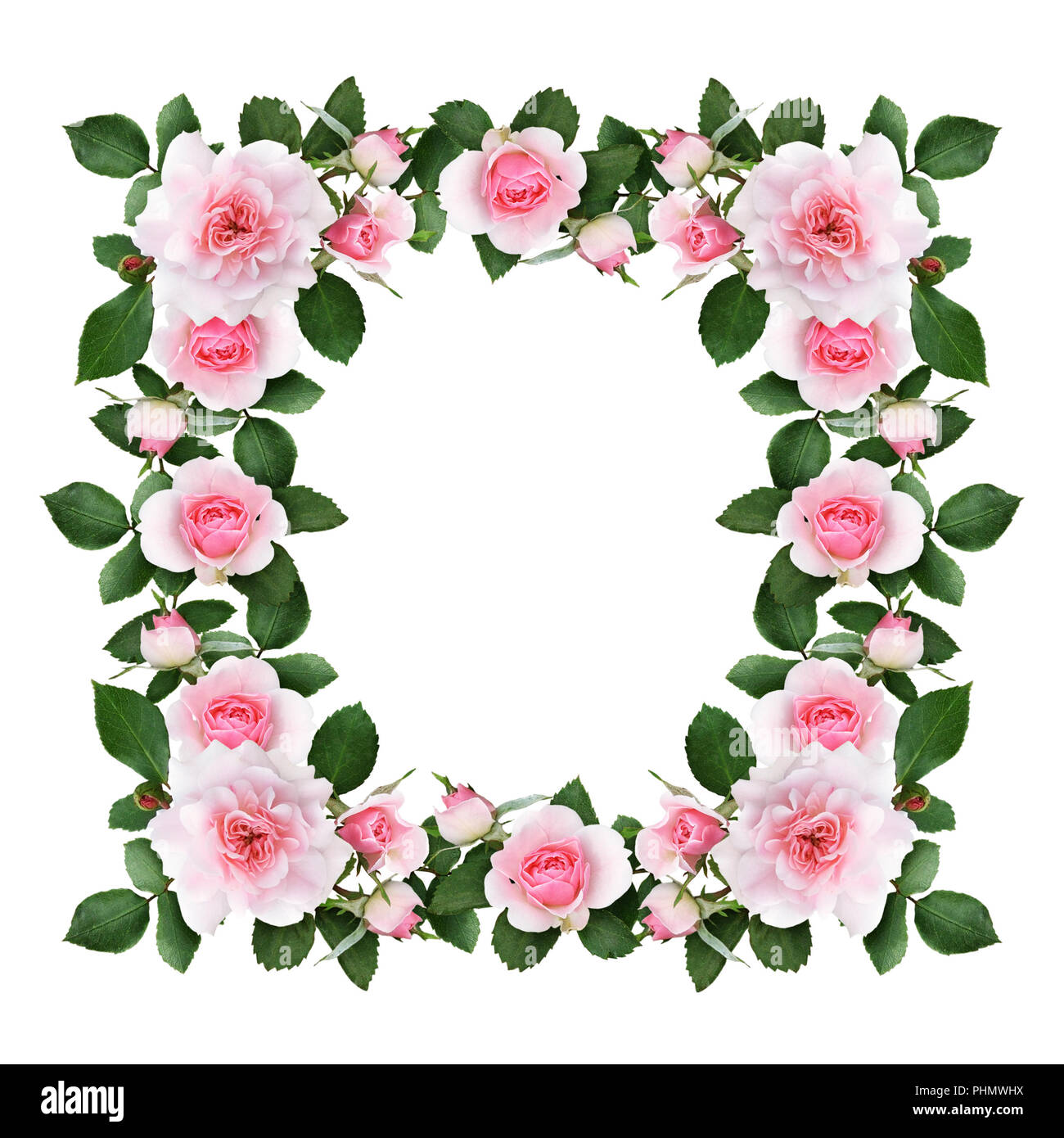 Pink rose flowers and green leaves in a floral frame isolated on white ...
