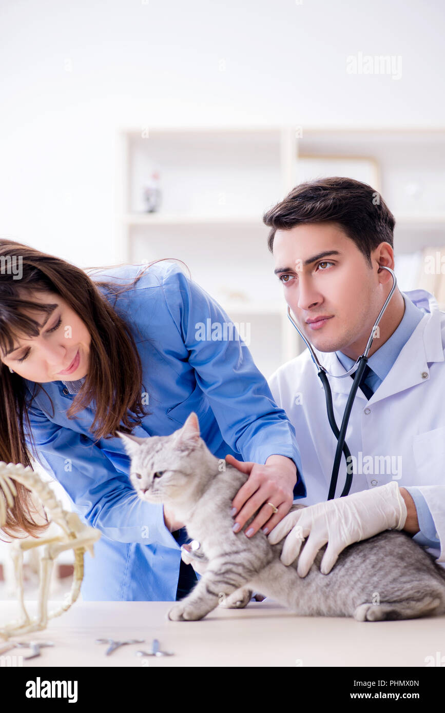 Cat being examining in vet clinic Stock Photo Alamy