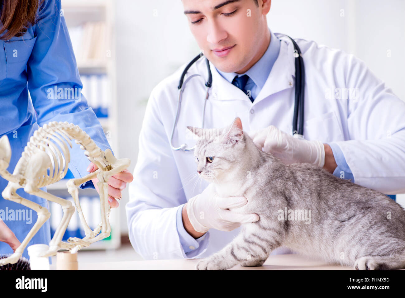 Cat being examining in vet clinic Stock Photo - Alamy