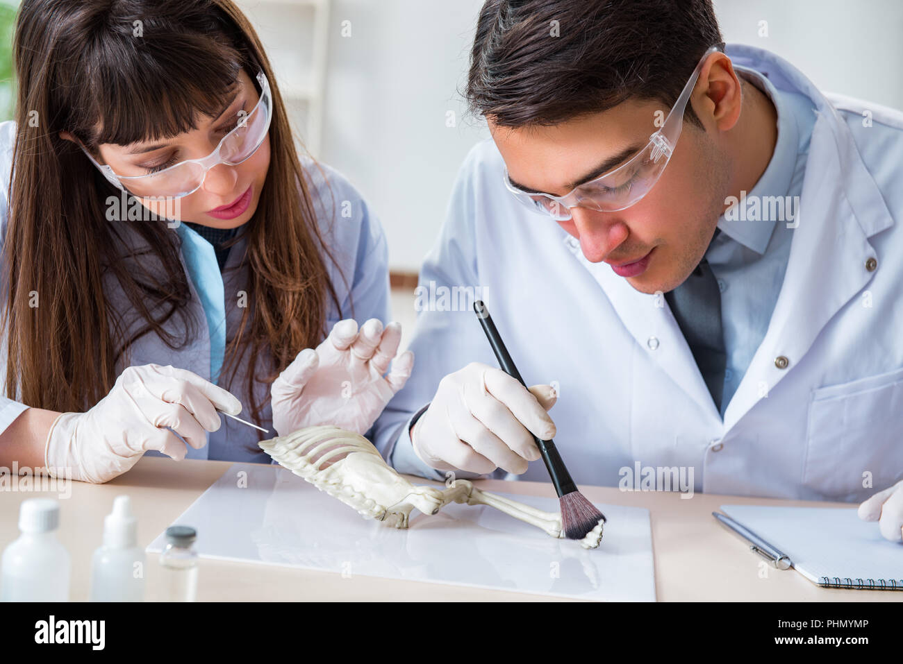 Paleontologists looking at bones of extinct animals Stock Photo