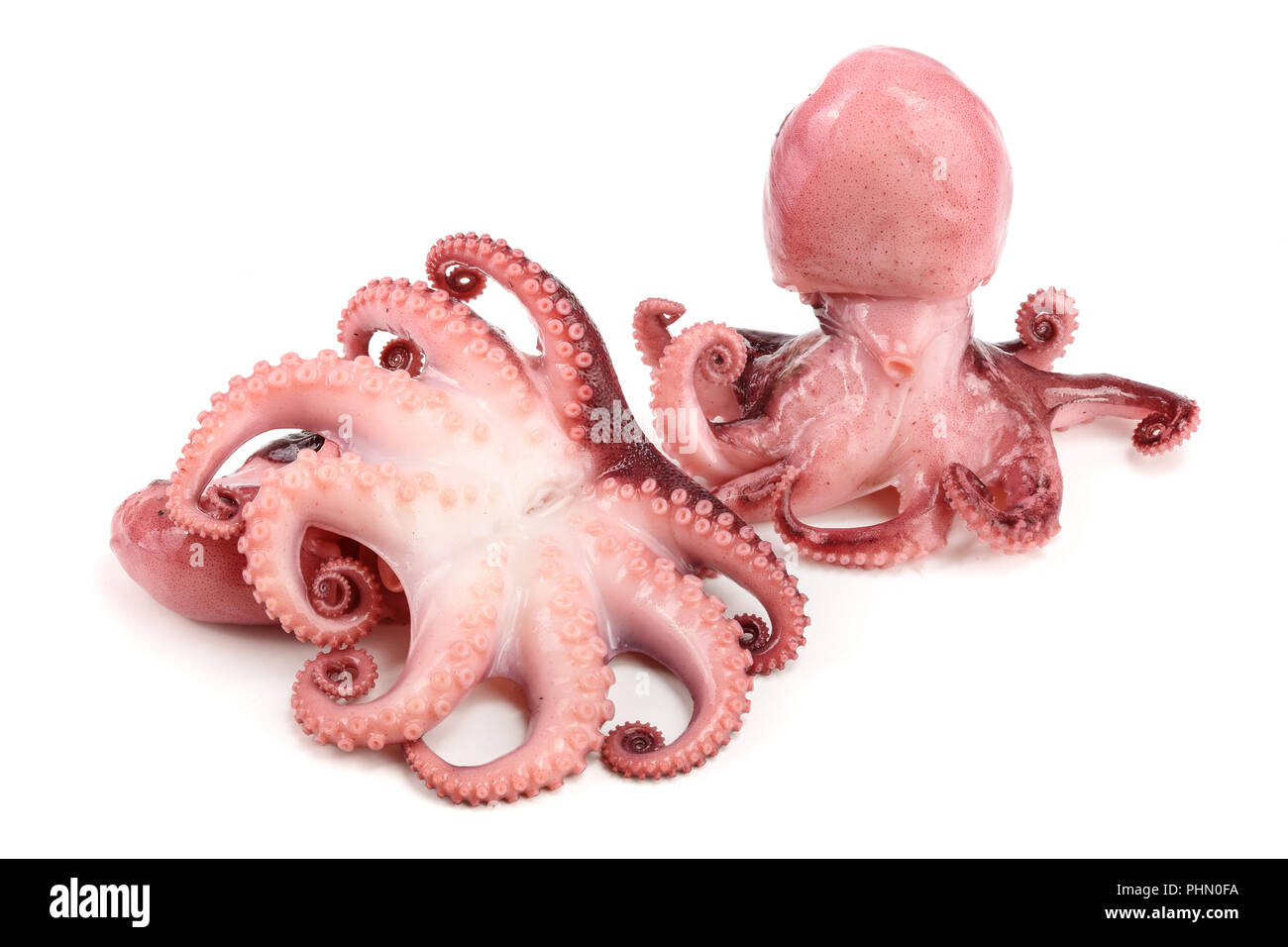Small octopus isolated on white background. Close up Stock Photo - Alamy