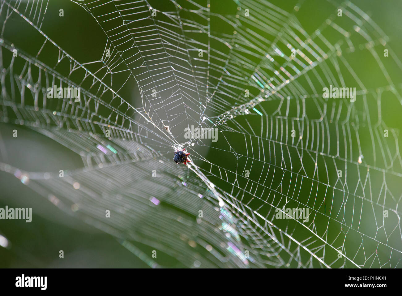 A spinybacked orbweaver spider web. Stock Photo