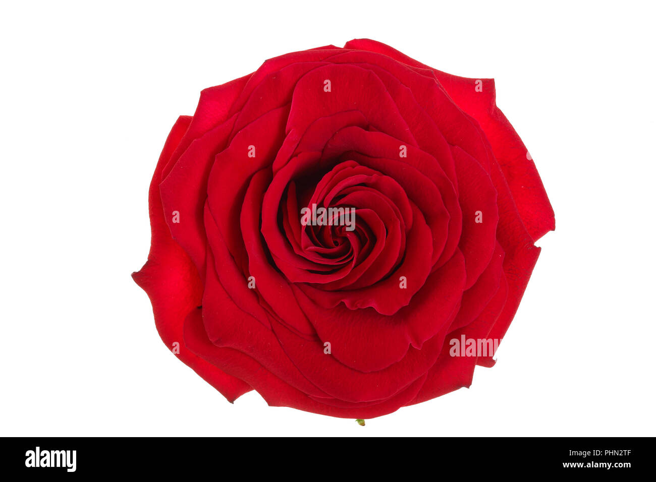 beautiful red rose isolated on white background Stock Photo - Alamy