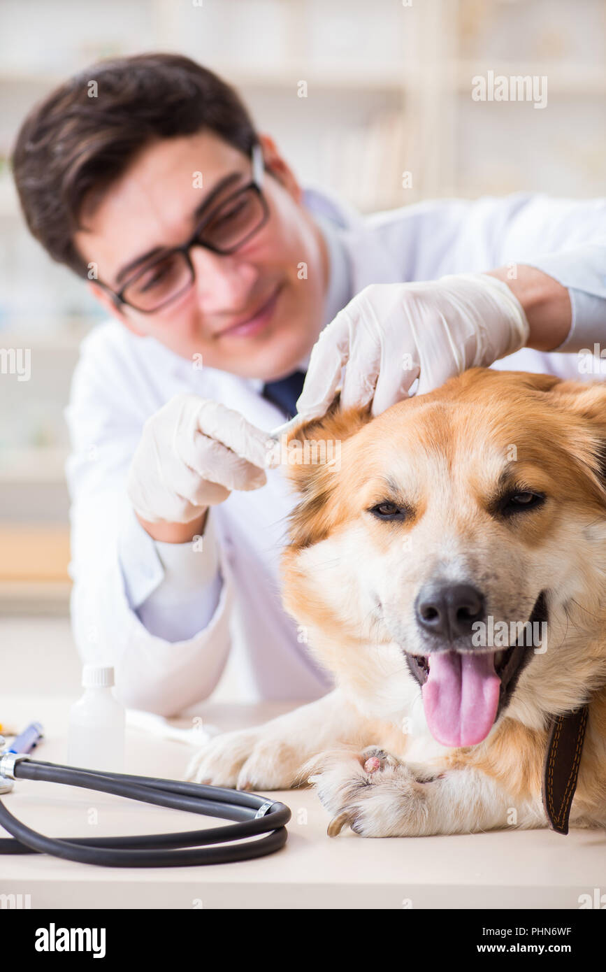 Doctor examining golden retriever dog in vet clinic Stock Photo Alamy
