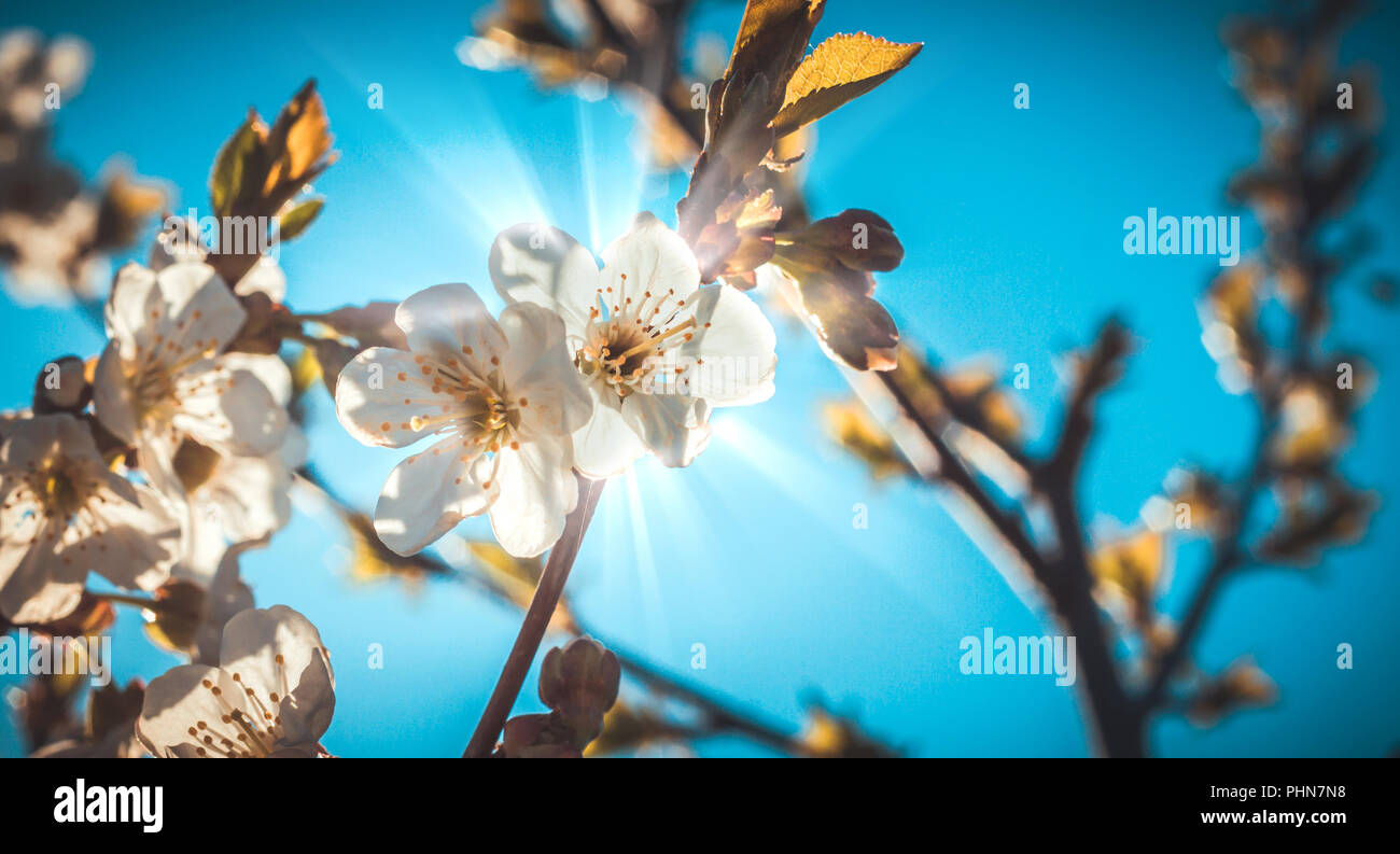 Cherry blossom branch leaves hi-res stock photography and images - Alamy