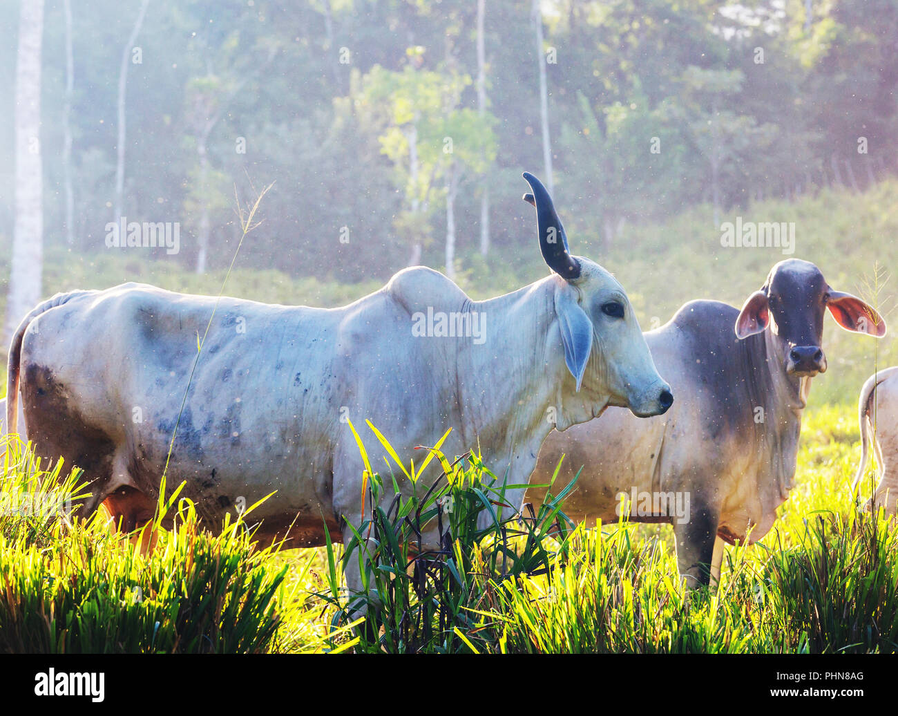 Cow in Costa Rica Stock Photo - Alamy